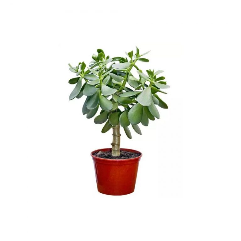 Lule Crasula