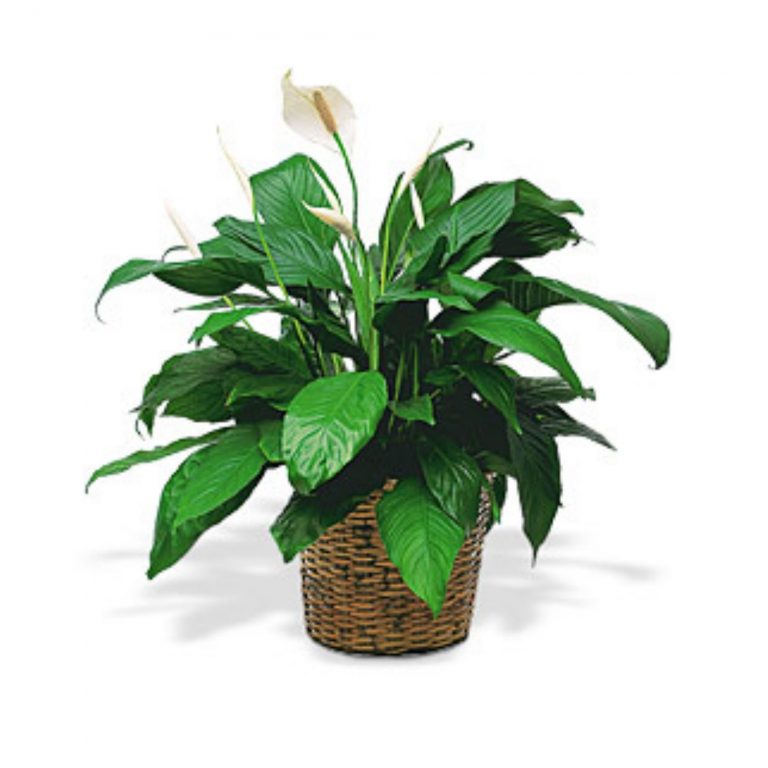 Spathiphyllium medium lule